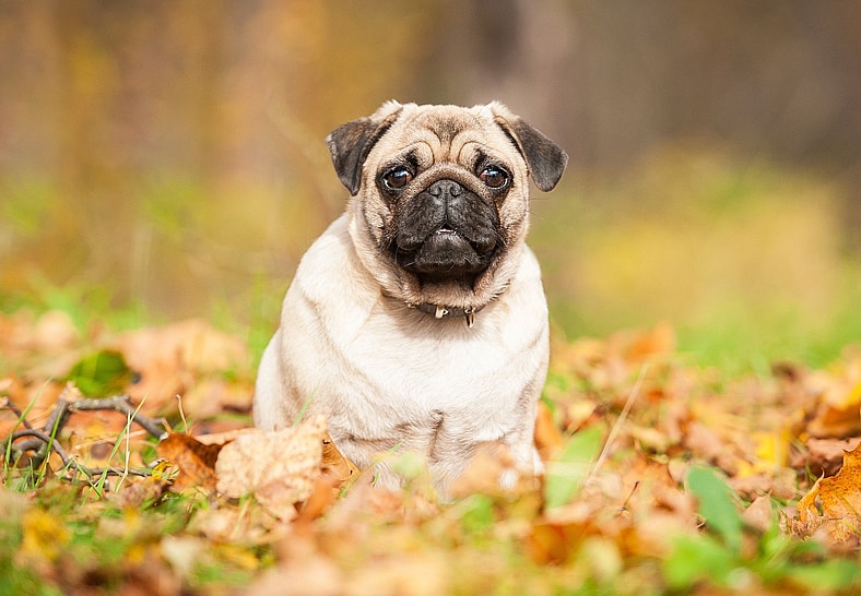 Pug