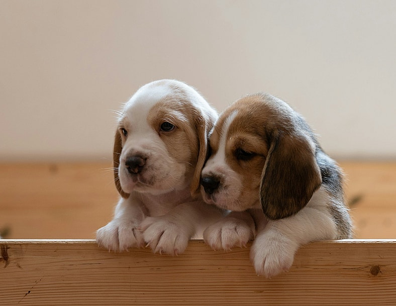 Puppies