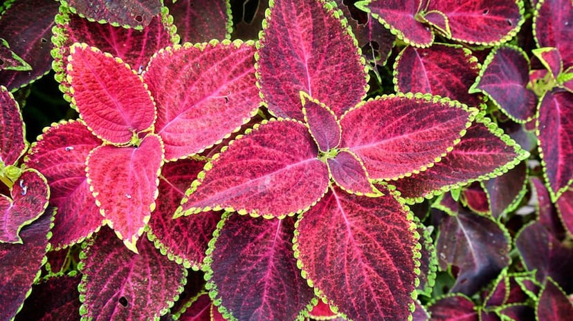 Aesthetic Plants to Glam Up Your Home
