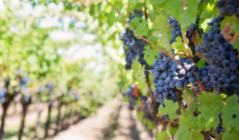 napa valley