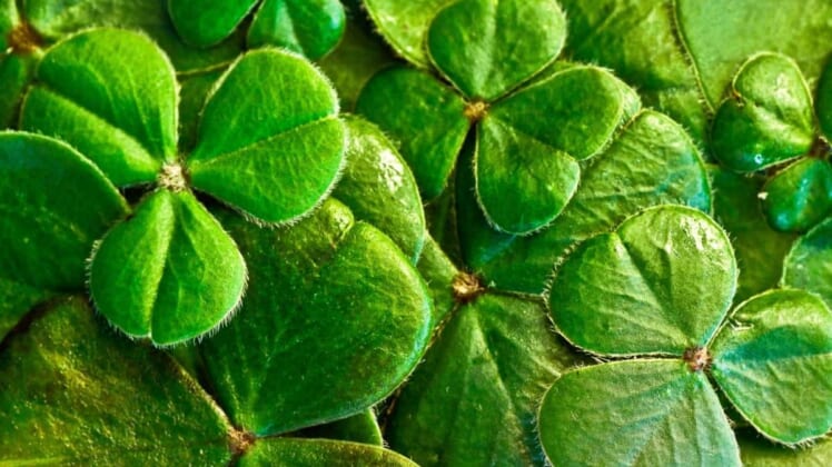 Go Green! On St. Patrick's Day and Everyday! 1