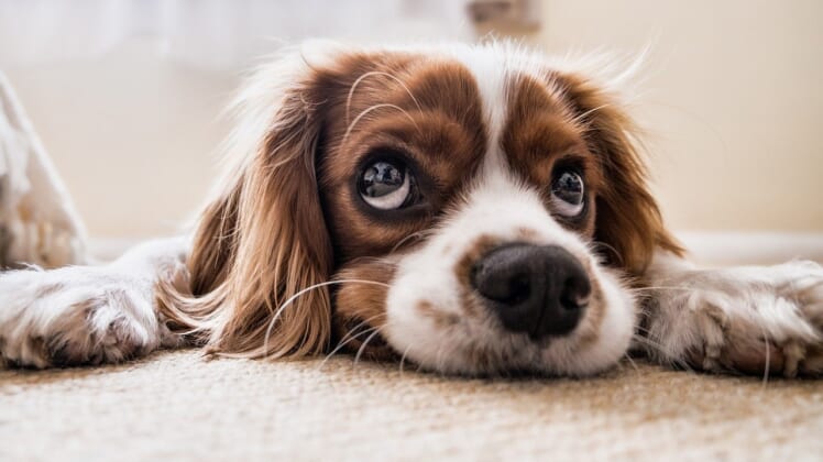 25 Best Dog Breeds for Kids and Your Family