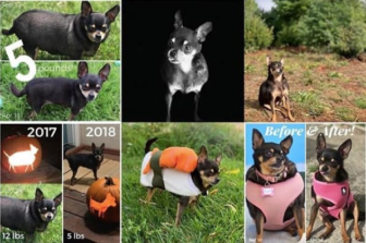 Instagram pets