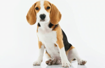 How Much Dog Food Does Your Dog Need to Eat