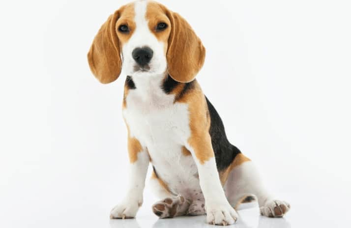 How Much Dog Food Does Your Dog Need to Eat 1