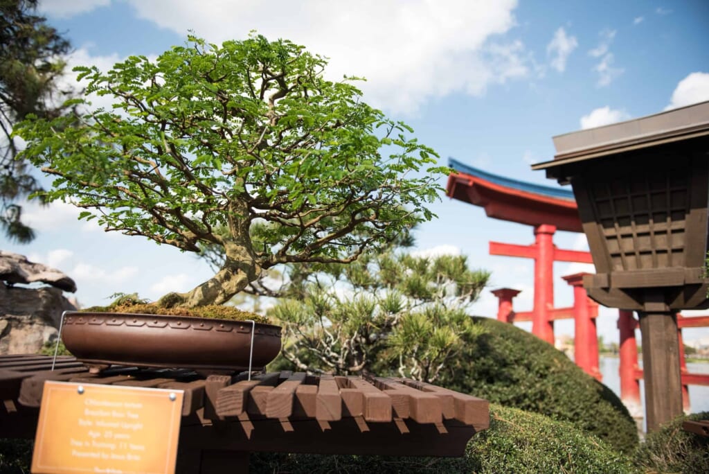 Happy Hour at Epcot - Drinks Around the World