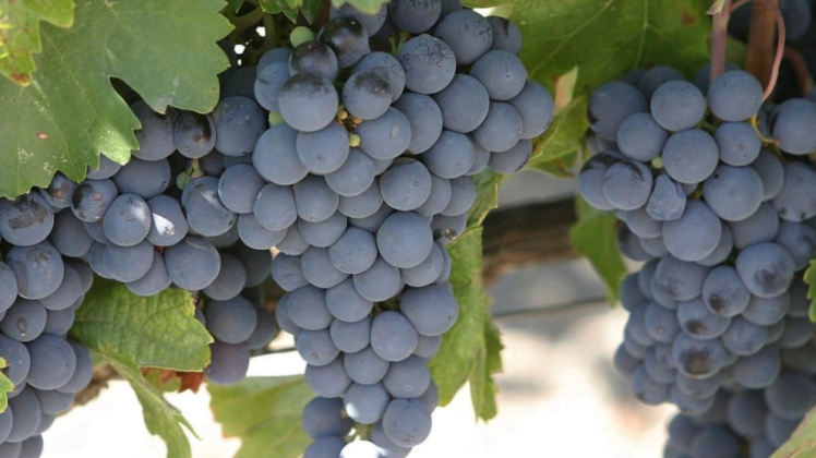 malbec wine