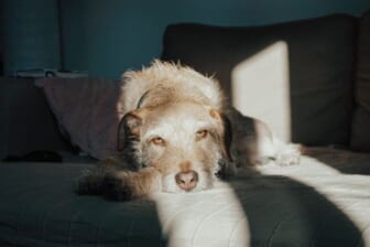 cleaning with pets