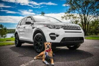 traveling with a dog