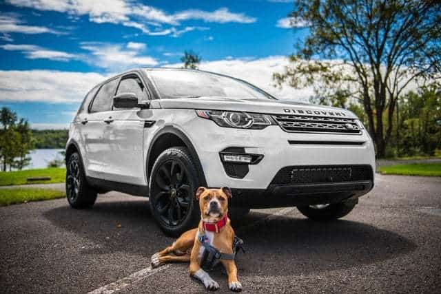traveling with a dog