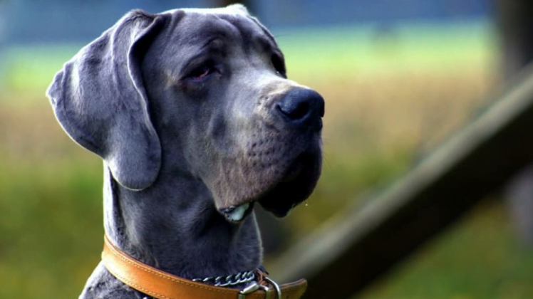 CBD Oil for Dogs: What You Should Know
