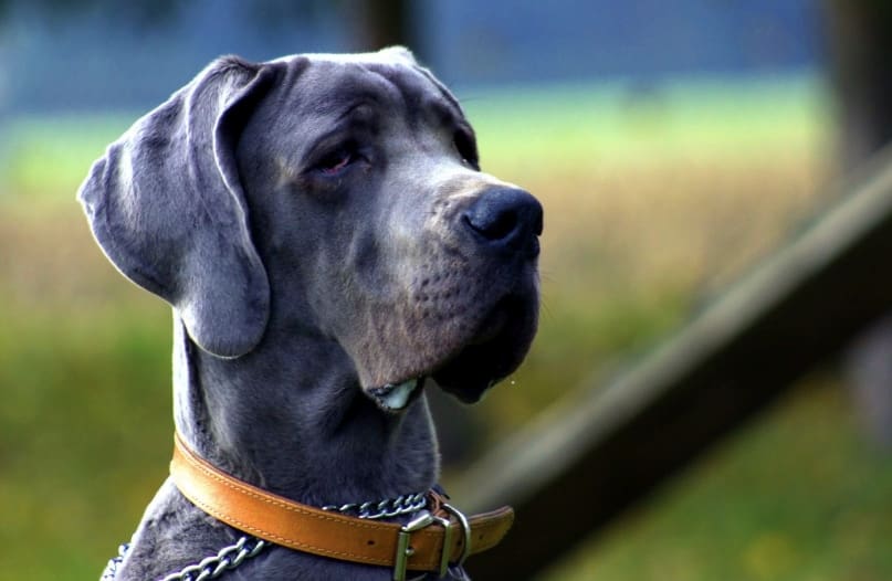 CBD Oil for Dogs: What You Should Know 1