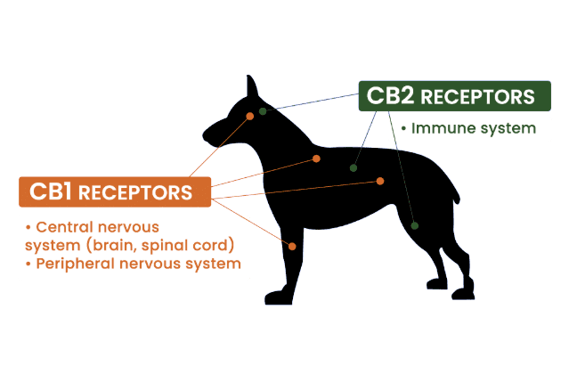 CBD Oil for Dogs: What You Should Know