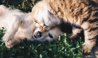 Can Pets Improve Your Health?