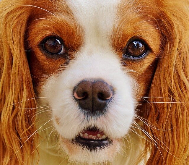 Best Dog Breeds: The Top 10 Picks for Your Family 4