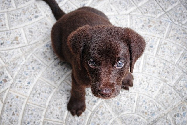 Labrador Retriever