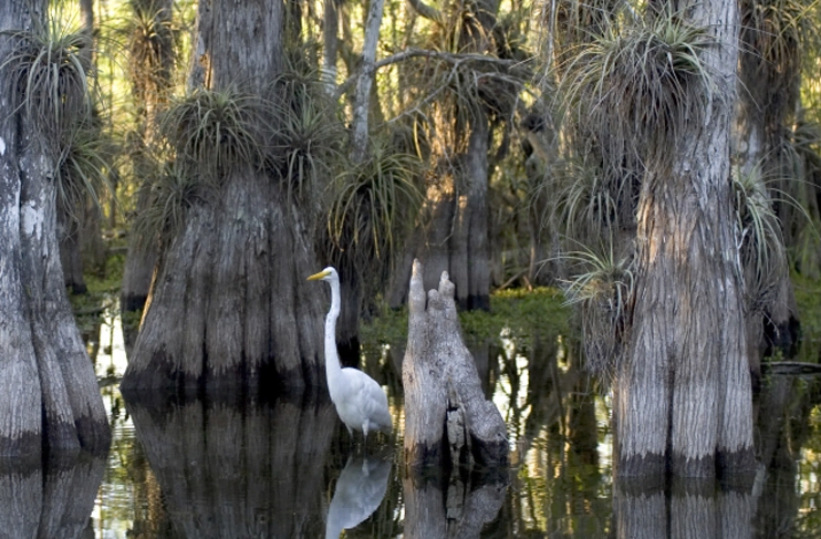 Everglades National Park is the third largest national park in the United States