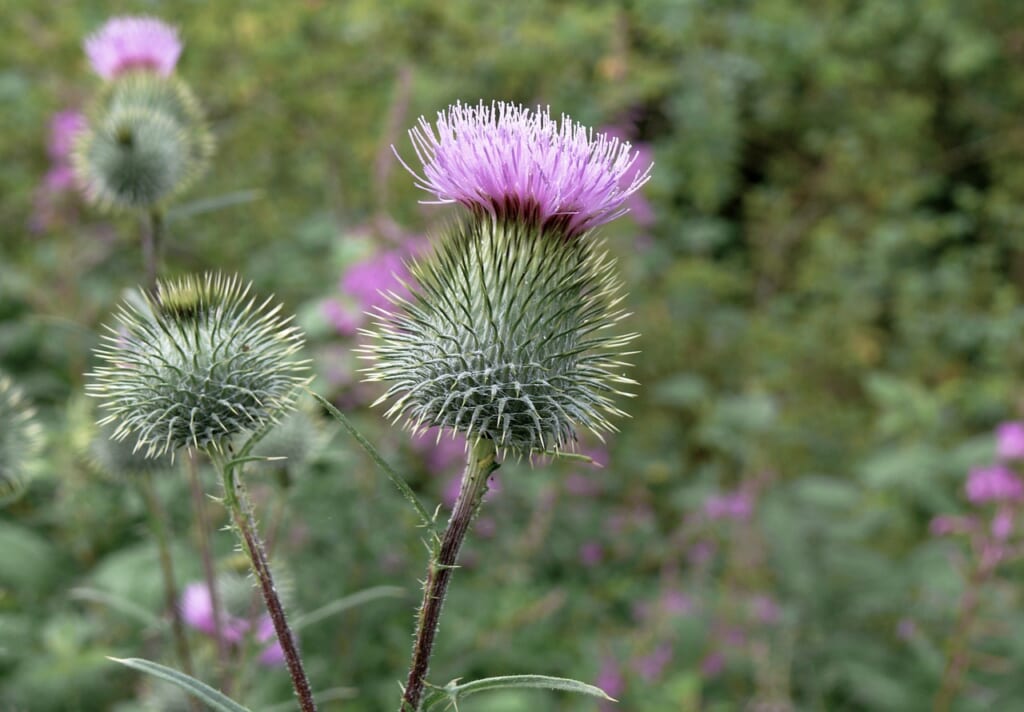 milk thistle