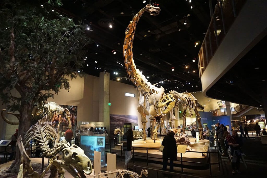 11 Family-Friendly Staycation Ideas In Dallas 2020 - 9. Perot Museum of Nature and Science