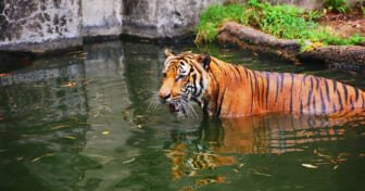 Staycation Houston - Houston Zoo