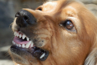 Aggressive Dogs