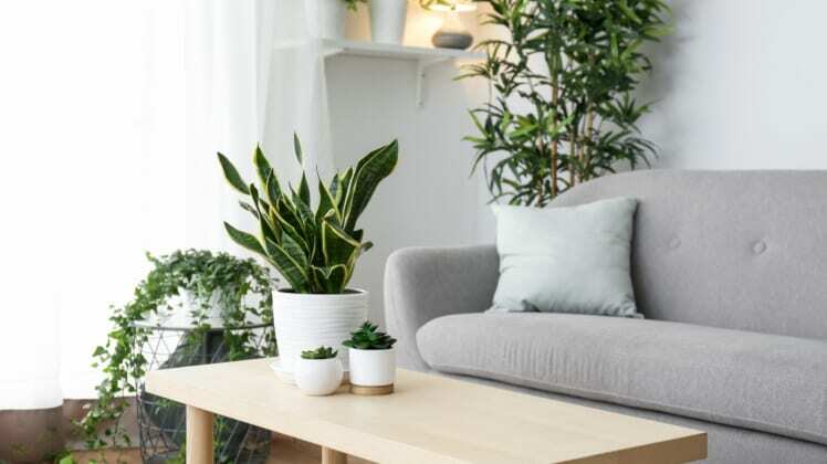 aesthetic plants to glam up your home
