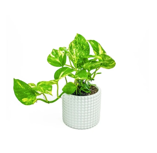 desk-plants-golden-pothos home gifts for her