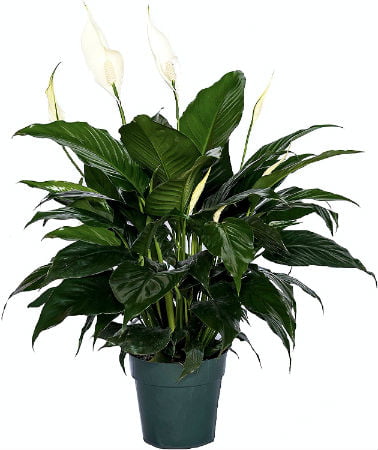 peace lily luxurious bath products