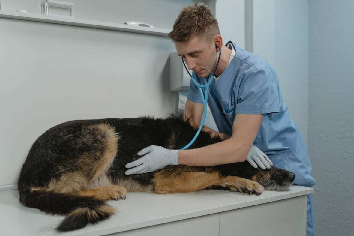 How pet insurance works as vet examines a large dog