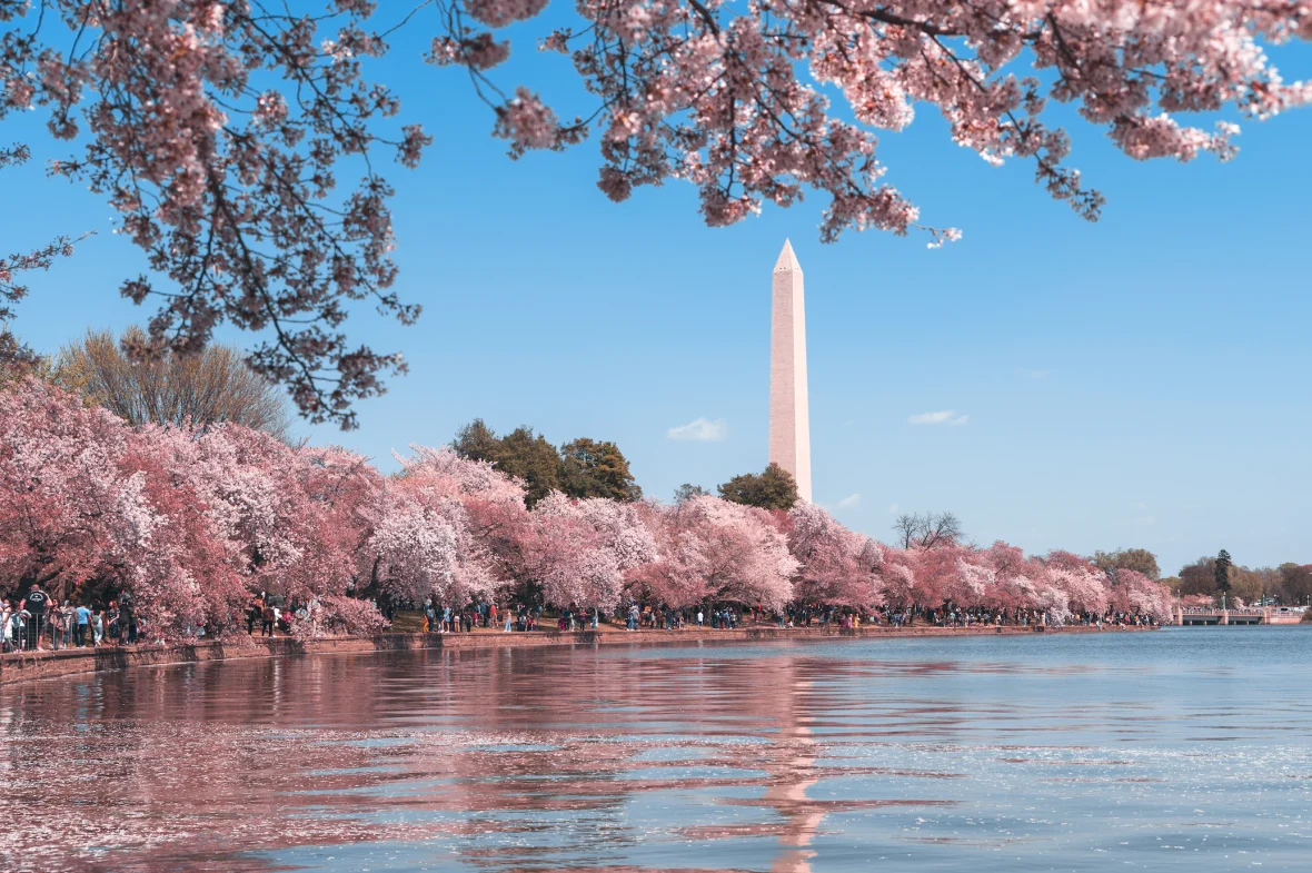 amazing spring break ideas for families: visiting Washington DC