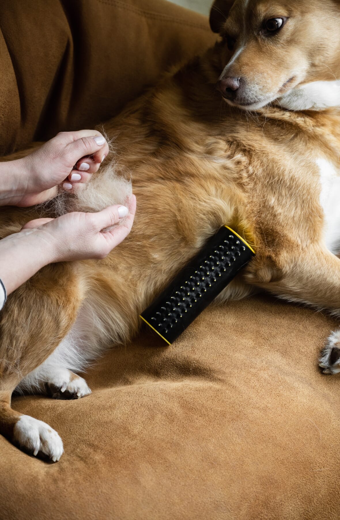 how to get dog hair out of clothes: brush your dog more