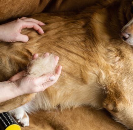 How to Get Dog Hair Out of Clothes: Tips and Tricks