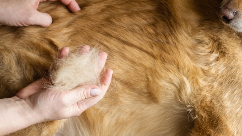 How to Get Dog Hair Out of Clothes: Tips and Tricks