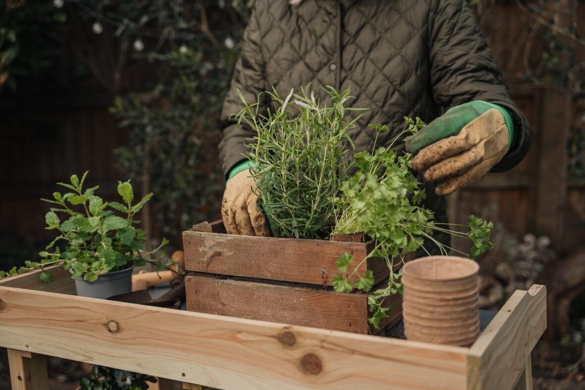 How to Start Your Own Herb Garden