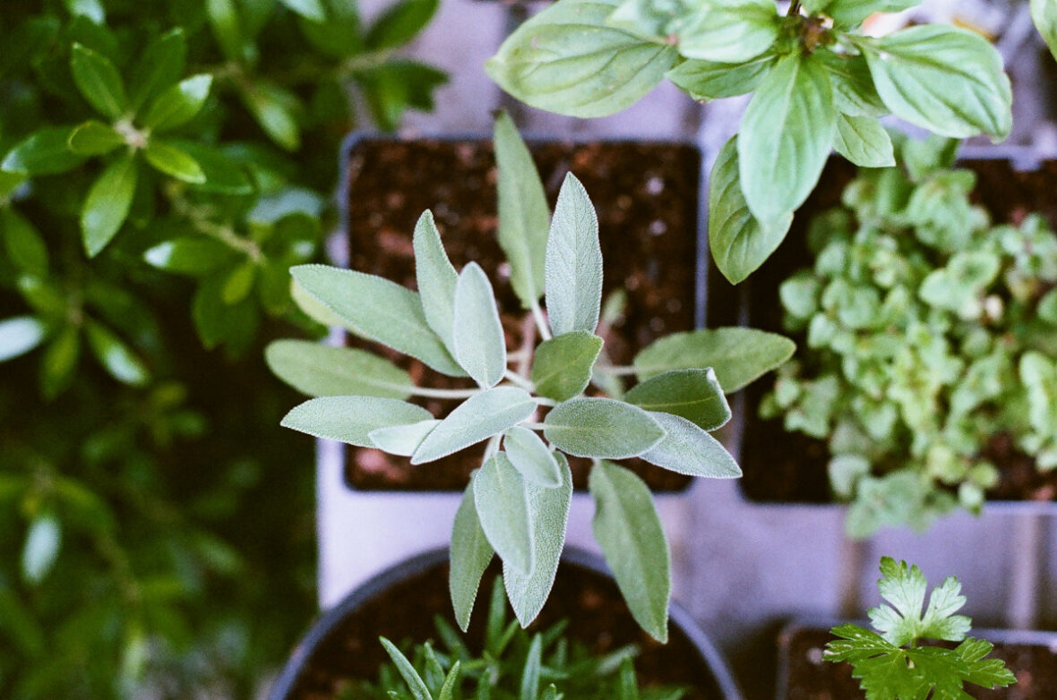 How to Start Your Own Herb Garden