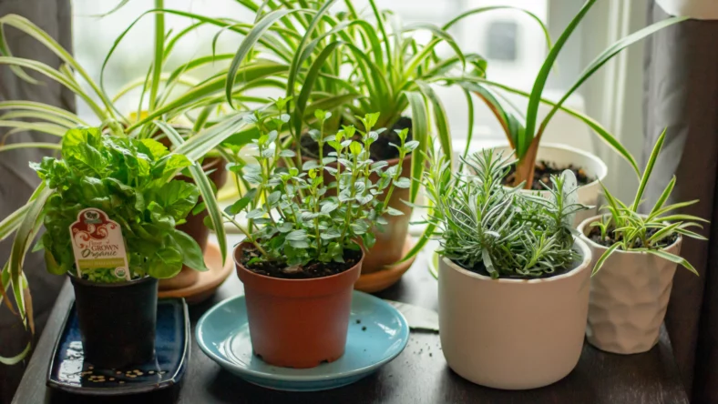 How to Start Your Own Herb Garden