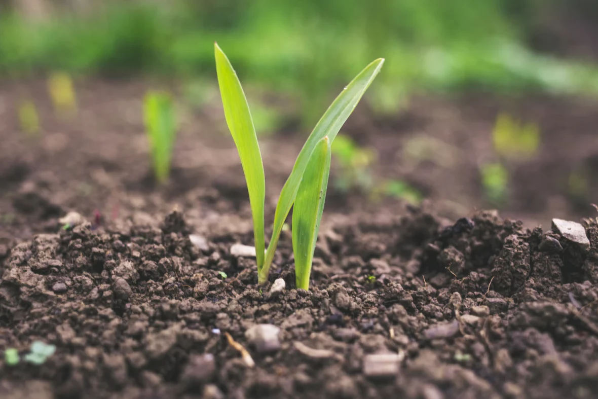 How to Start Your Own Herb Garden