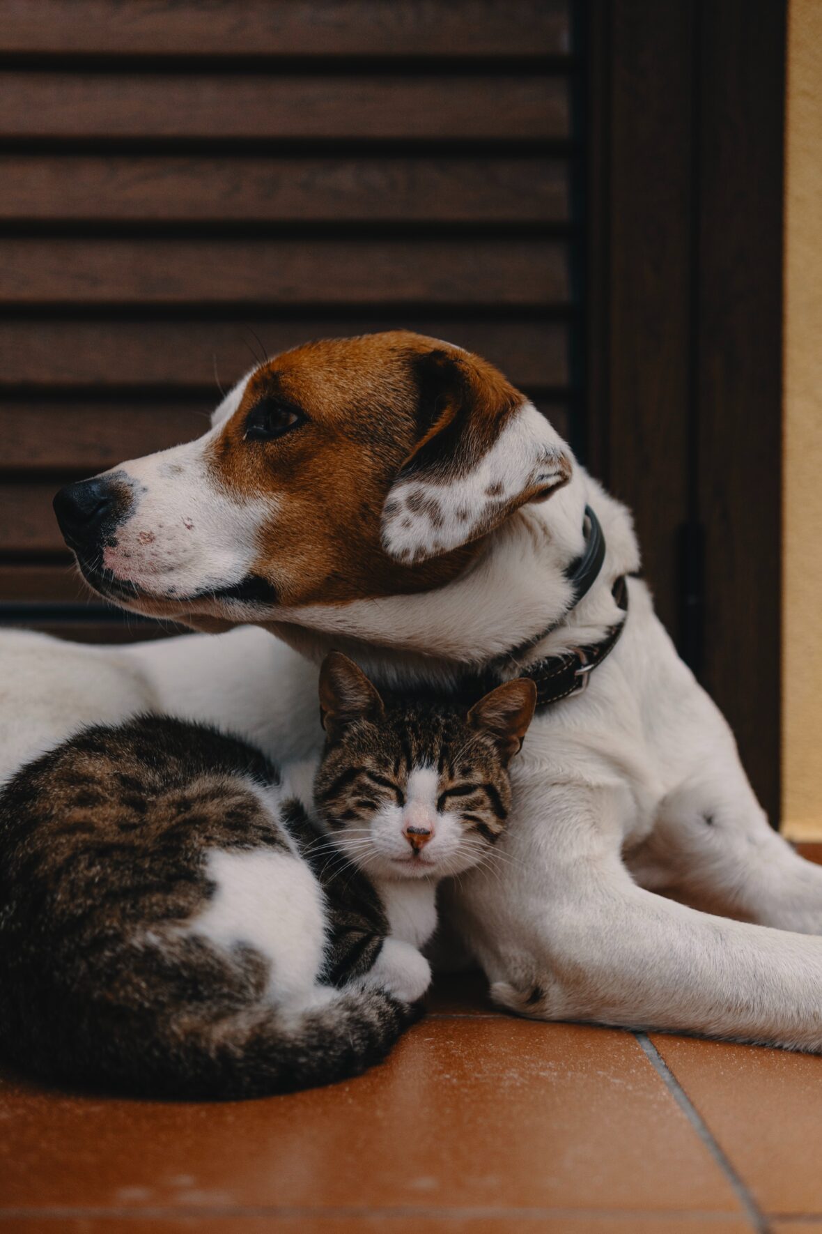 house clean with pets