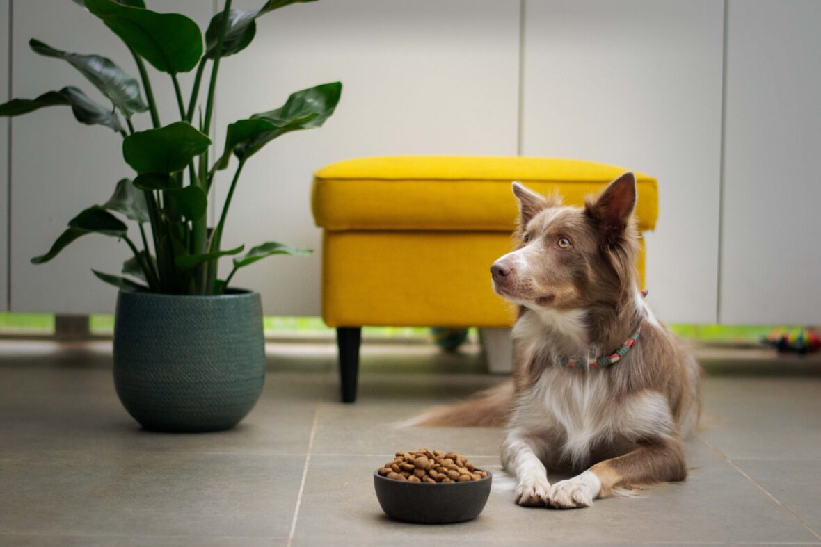 house clean with pets