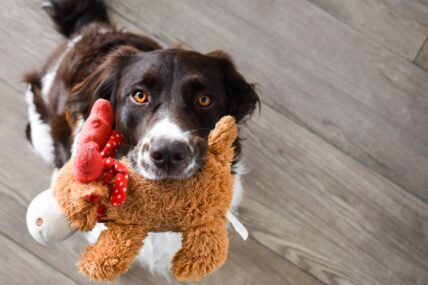 5 Best Dog Toys for Heavy Chewers That Won’t Get Immediately Destroyed