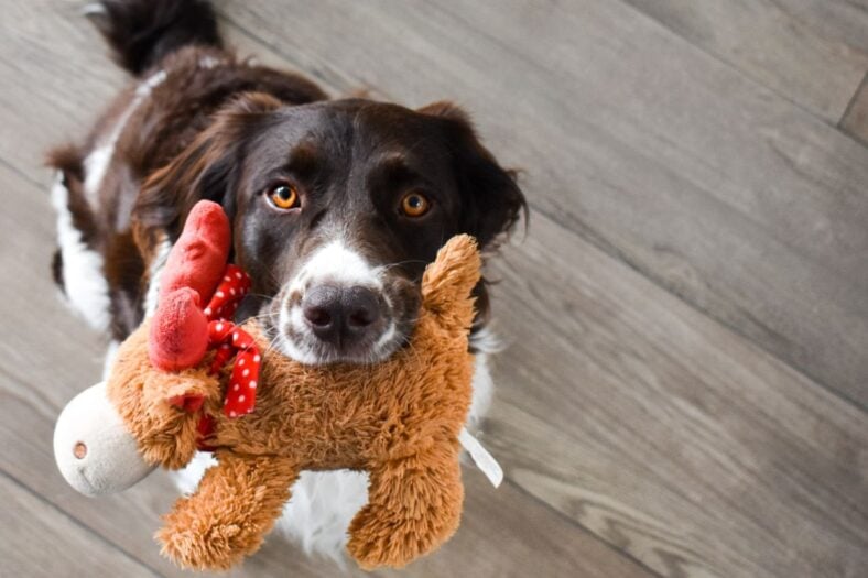 best dog toys for heavy chewers - Unsplash