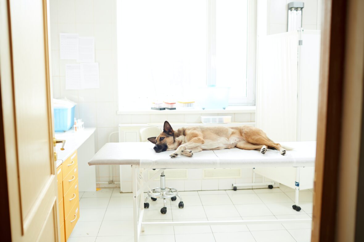 house clean with pets