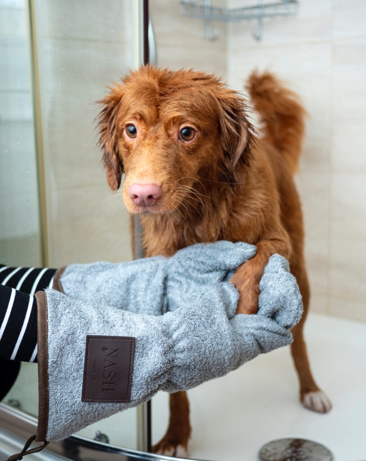 house clean with pets