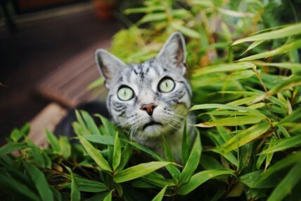 cat and ivy unsplash