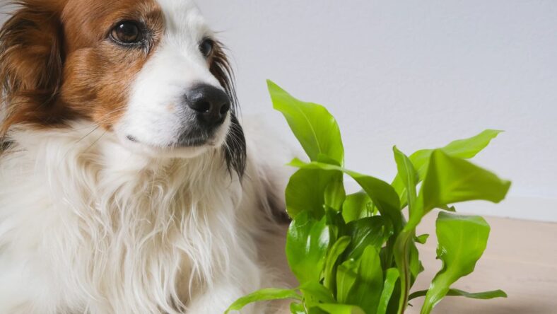 dogs and ivy unsplash