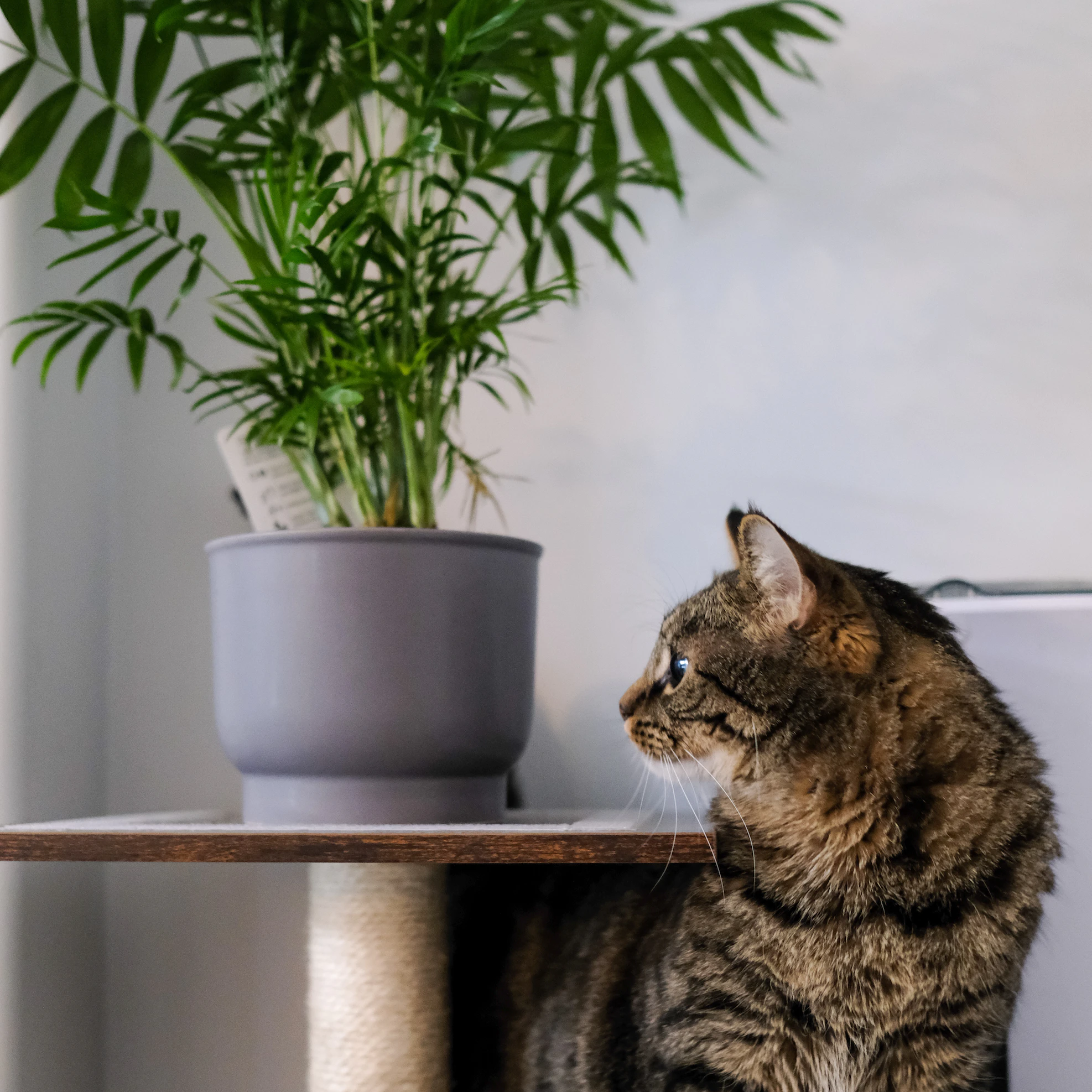 cats and ivy unsplash