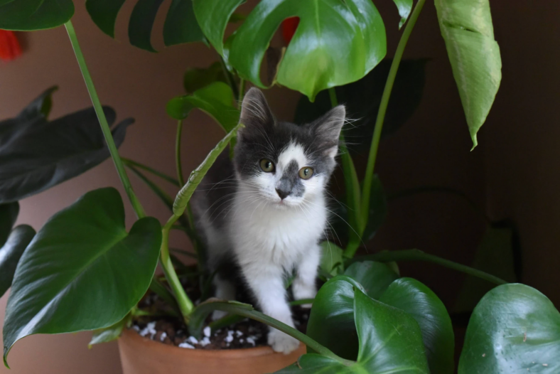 cats and ivy unsplash