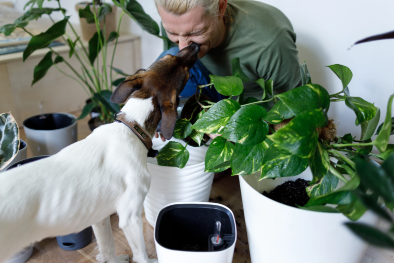 dogs and ivy