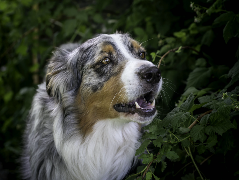 dogs and ivy