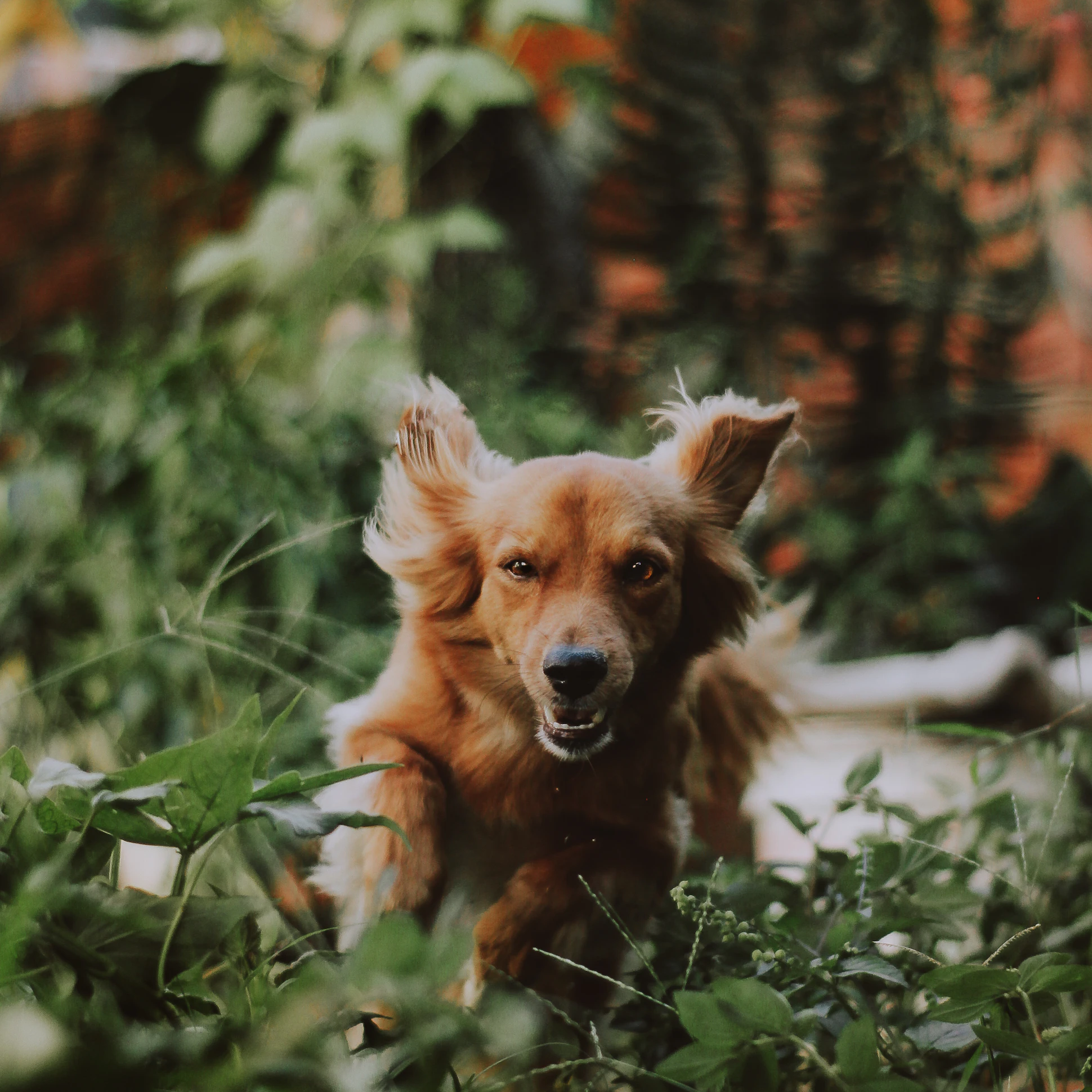 dogs and ivy